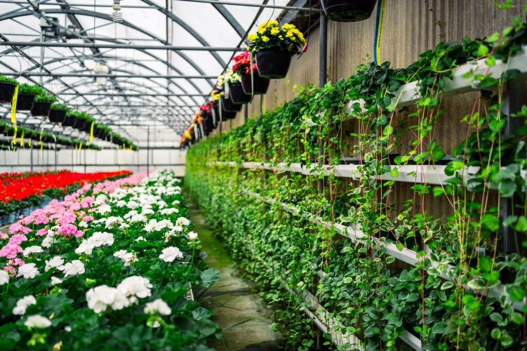 Greenhouse filled with rows of colorful flowering plants and hanging baskets, with green vines growing vertically along one wall under natural light.