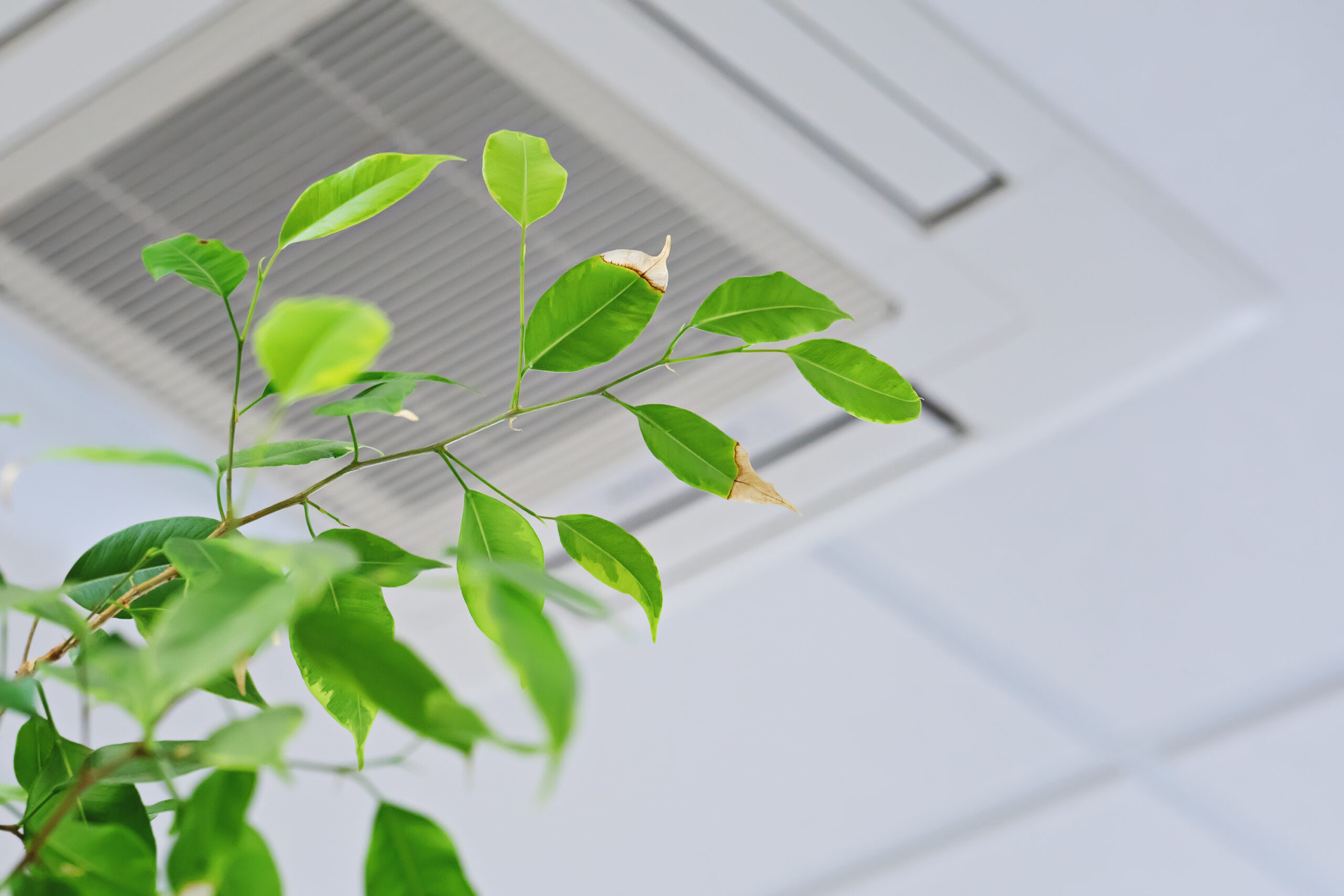 Ficus,Green,Leaves,In,Front,Of,Ceiling,Air,Conditioner,In