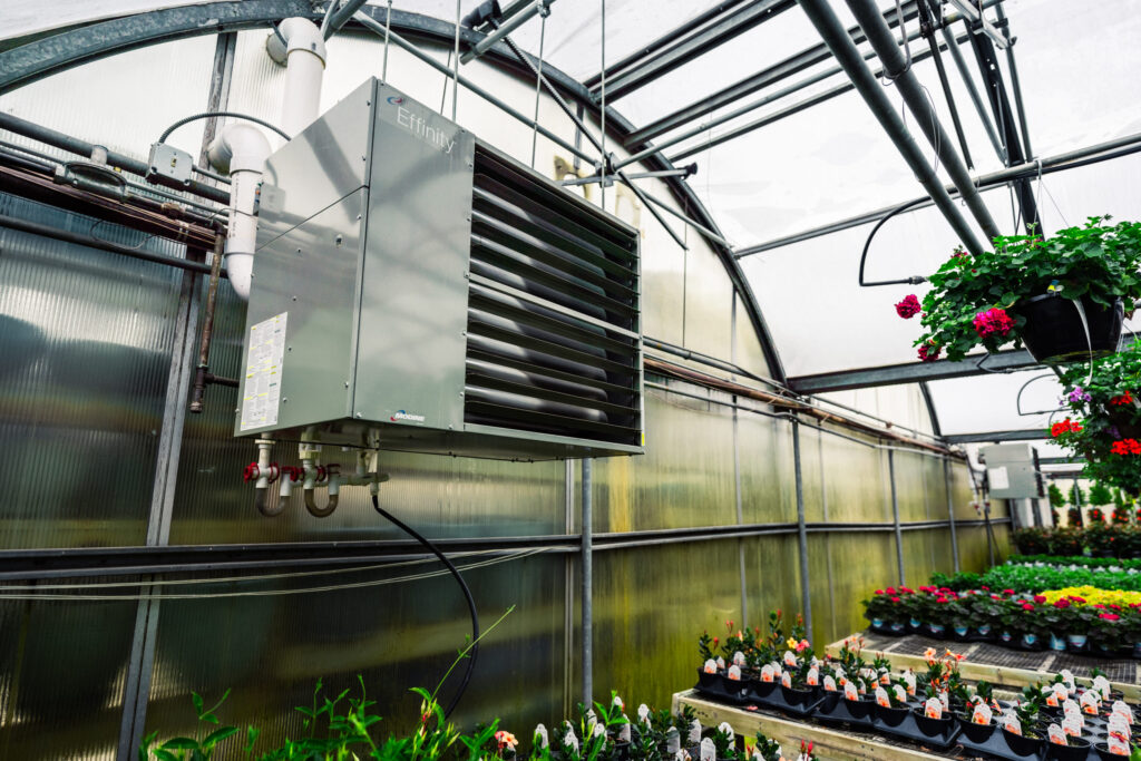 Modine high-efficiency condensing gas-fired unit heater, model PTC, installed in a commercial greenhouse filled with colorful floral plants
